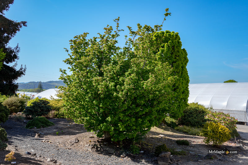 Acer circinatum 'Pacific Sprite' Dwarf Japanese Maple