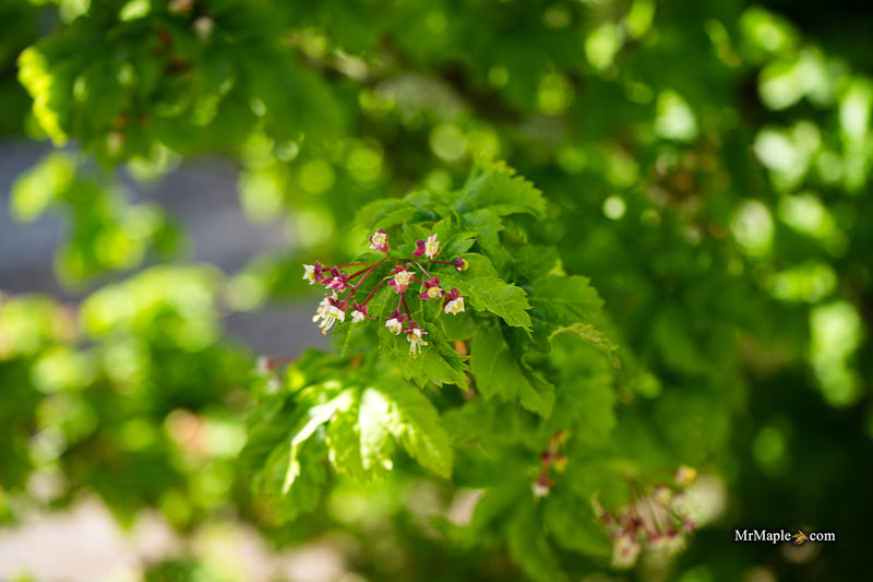 Acer circinatum 'Pacific Sprite' Dwarf Japanese Maple