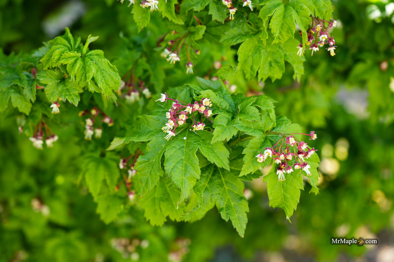 Acer circinatum 'Pacific Sprite' Dwarf Japanese Maple
