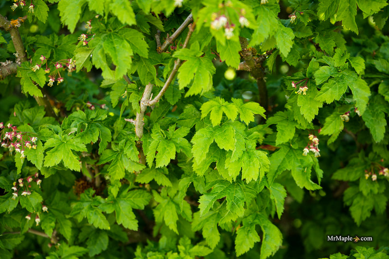 Acer circinatum 'Pacific Sprite' Dwarf Japanese Maple
