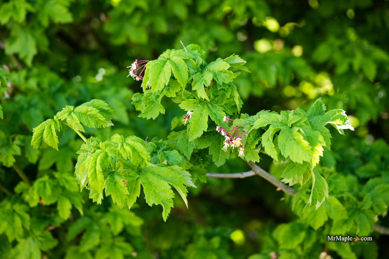 Acer circinatum 'Pacific Sprite' Dwarf Japanese Maple