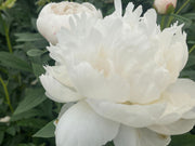- Paeonia lactiflora 'Allan Rogers' White Flowering Peony - Mr Maple │ Buy Japanese Maple Trees
