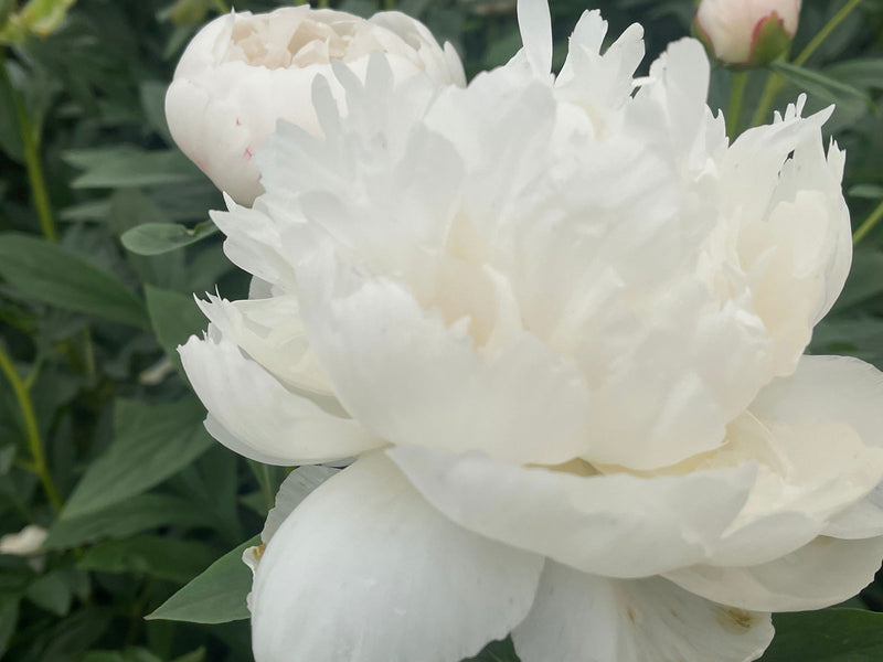 - Paeonia lactiflora 'Allan Rogers' White Flowering Peony - Mr Maple │ Buy Japanese Maple Trees