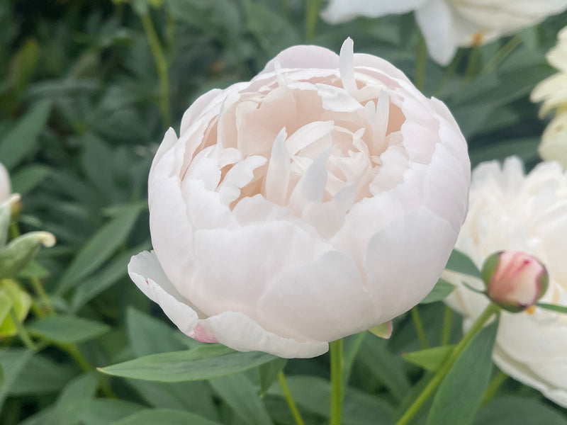 - Paeonia lactiflora 'Allan Rogers' White Flowering Peony - Mr Maple │ Buy Japanese Maple Trees