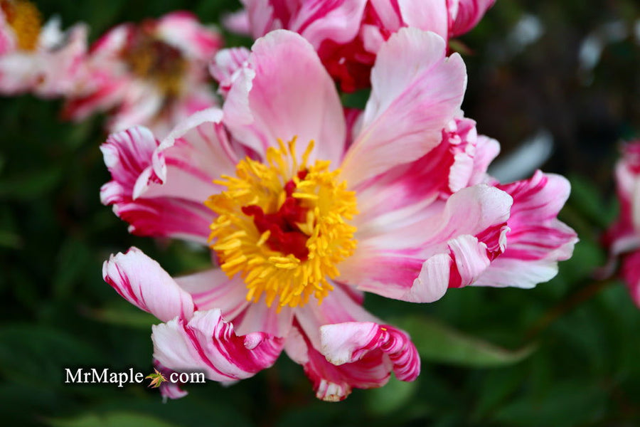 Buy Paeonia Lactiflora 'Circus circus' Double Peony — Mr Maple │ Buy  Japanese Maple Trees