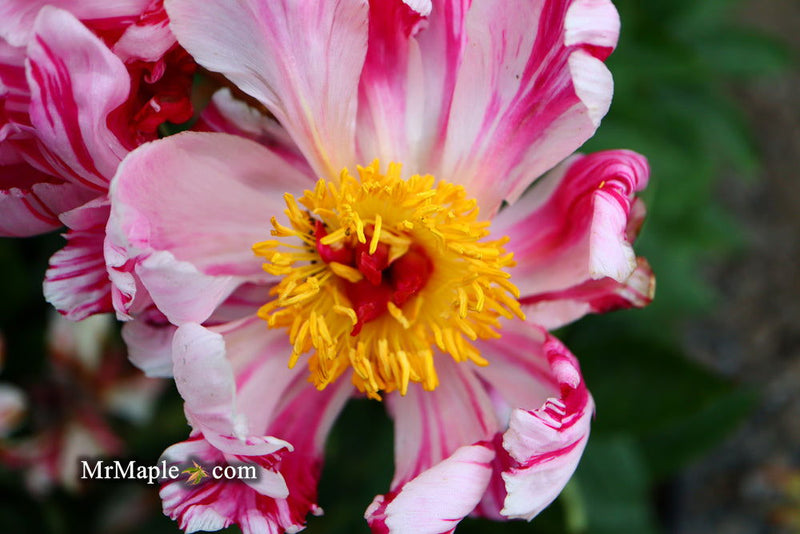 - Paeonia lactiflora 'Circus Circus' Double Peony - Mr Maple │ Buy Japanese Maple Trees