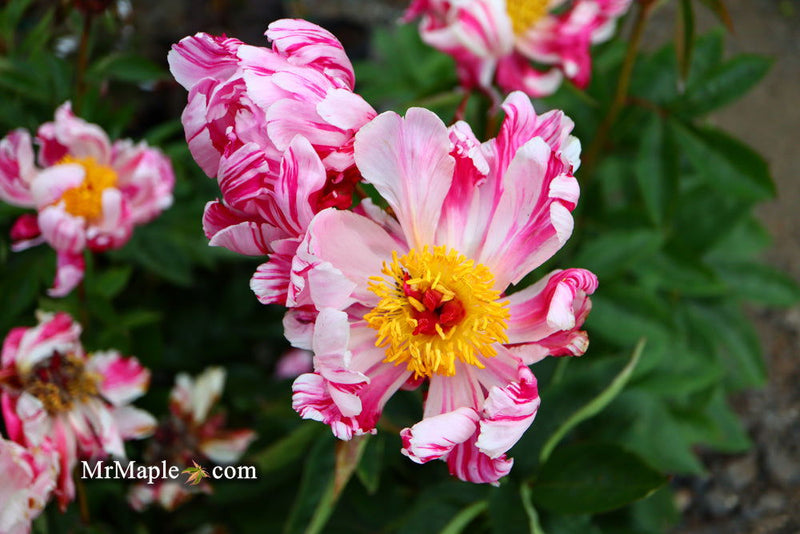 - Paeonia lactiflora 'Circus Circus' Double Peony - Mr Maple │ Buy Japanese Maple Trees