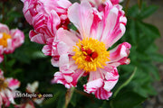 - Paeonia lactiflora 'Circus Circus' Double Peony - Mr Maple │ Buy Japanese Maple Trees