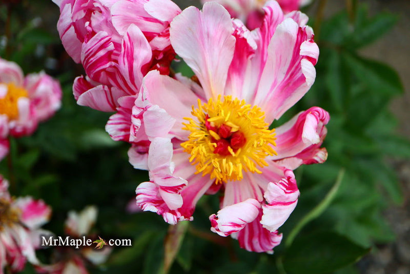 - Paeonia lactiflora 'Circus Circus' Double Peony - Mr Maple │ Buy Japanese Maple Trees