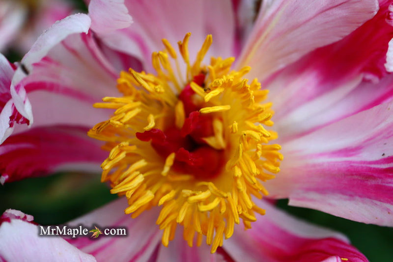 - Paeonia lactiflora 'Circus Circus' Double Peony - Mr Maple │ Buy Japanese Maple Trees