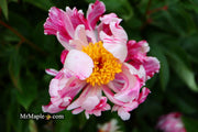- Paeonia lactiflora 'Circus Circus' Double Peony - Mr Maple │ Buy Japanese Maple Trees