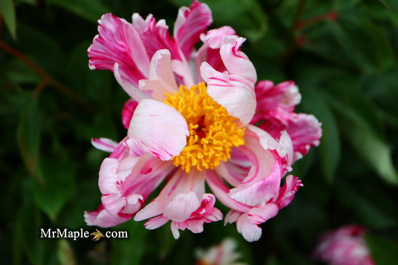 - Paeonia lactiflora 'Circus Circus' Double Peony - Mr Maple │ Buy Japanese Maple Trees