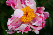 - Paeonia lactiflora 'Circus Circus' Double Peony - Mr Maple │ Buy Japanese Maple Trees