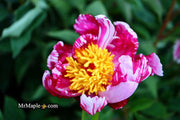 - Paeonia lactiflora 'Circus Circus' Double Peony - Mr Maple │ Buy Japanese Maple Trees