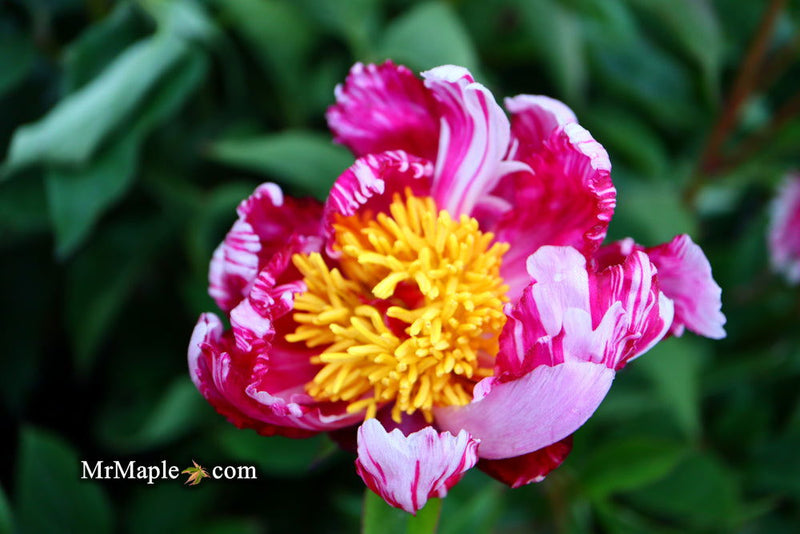 - Paeonia lactiflora 'Circus Circus' Double Peony - Mr Maple │ Buy Japanese Maple Trees
