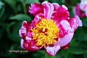 - Paeonia lactiflora 'Circus Circus' Double Peony - Mr Maple │ Buy Japanese Maple Trees