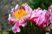 - Paeonia lactiflora 'Circus Circus' Double Peony - Mr Maple │ Buy Japanese Maple Trees