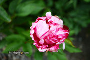 - Paeonia lactiflora 'Circus Circus' Double Peony - Mr Maple │ Buy Japanese Maple Trees