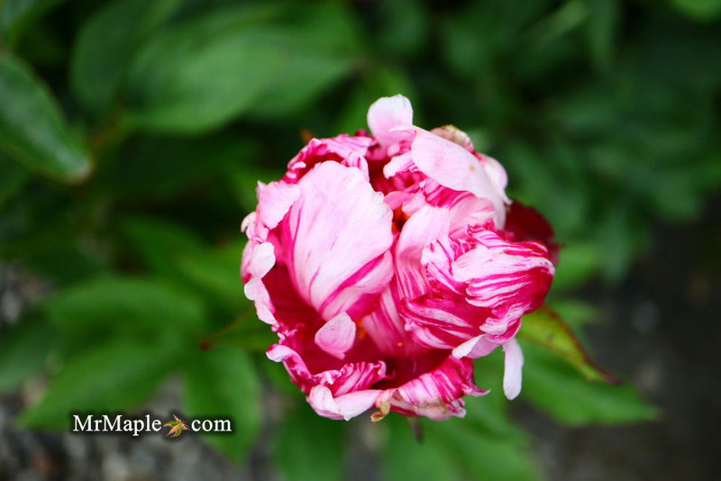 - Paeonia lactiflora 'Circus Circus' Double Peony - Mr Maple │ Buy Japanese Maple Trees
