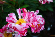 - Paeonia lactiflora 'Circus Circus' Double Peony - Mr Maple │ Buy Japanese Maple Trees
