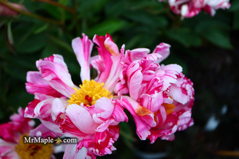 - Paeonia lactiflora 'Circus Circus' Double Peony - Mr Maple │ Buy Japanese Maple Trees