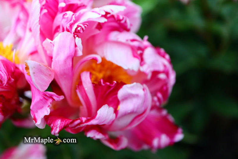 - Paeonia lactiflora 'Circus Circus' Double Peony - Mr Maple │ Buy Japanese Maple Trees