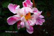 - Paeonia lactiflora 'Circus Circus' Double Peony - Mr Maple │ Buy Japanese Maple Trees