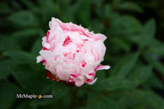 - Paeonia lactiflora 'Circus Circus' Double Peony - Mr Maple │ Buy Japanese Maple Trees