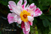 - Paeonia lactiflora 'Circus Circus' Double Peony - Mr Maple │ Buy Japanese Maple Trees