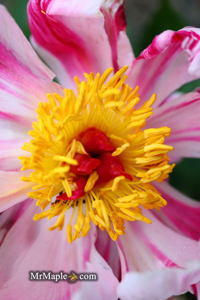 - Paeonia lactiflora 'Circus Circus' Double Peony - Mr Maple │ Buy Japanese Maple Trees