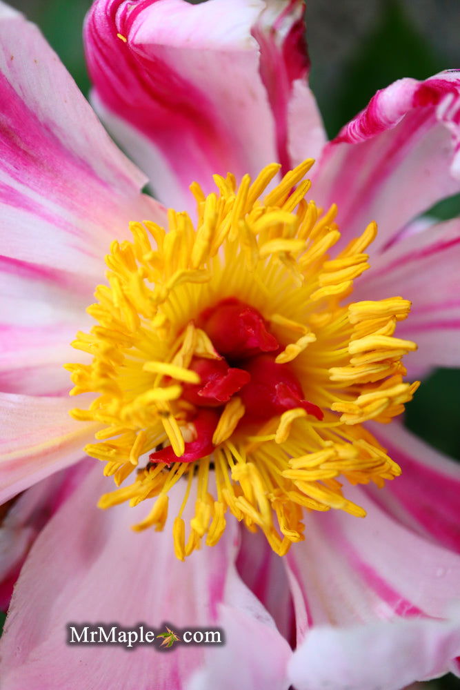 - Paeonia lactiflora 'Circus Circus' Double Peony - Mr Maple │ Buy Japanese Maple Trees