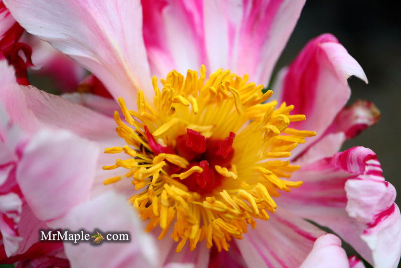 - Paeonia lactiflora 'Circus Circus' Double Peony - Mr Maple │ Buy Japanese Maple Trees