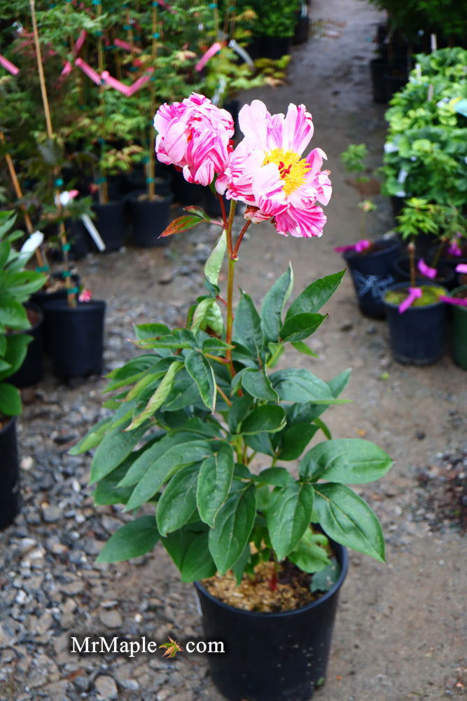 - Paeonia lactiflora 'Circus Circus' Double Peony - Mr Maple │ Buy Japanese Maple Trees