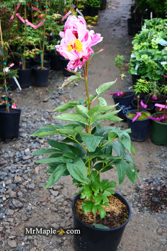 - Paeonia lactiflora 'Circus Circus' Double Peony - Mr Maple │ Buy Japanese Maple Trees