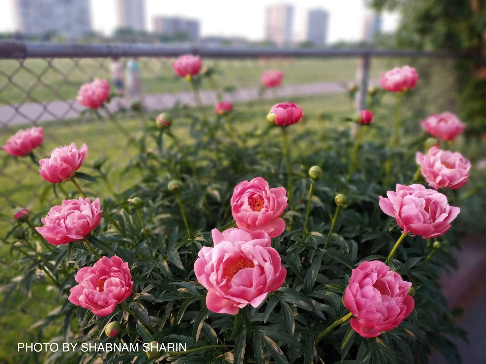 Buy Paeonia lactiflora 'Coral Sunset' Pink Flowering Peony — Mr