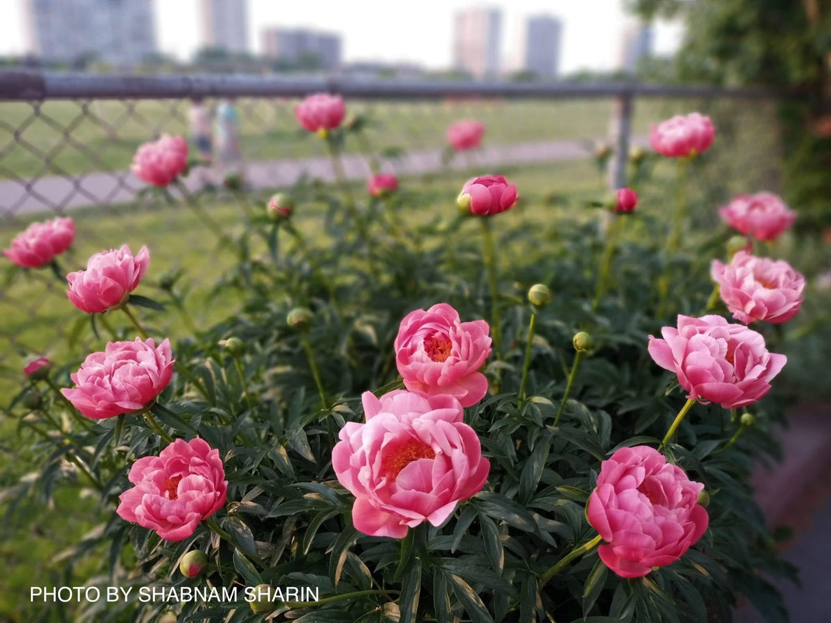 Buy Paeonia lactiflora 'Coral Sunset' Pink Flowering Peony — Mr Maple │ Buy  Japanese Maple Trees