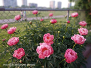 - Paeonia lactiflora 'Coral Sunset' Pink Flowering Peony - Mr Maple │ Buy Japanese Maple Trees