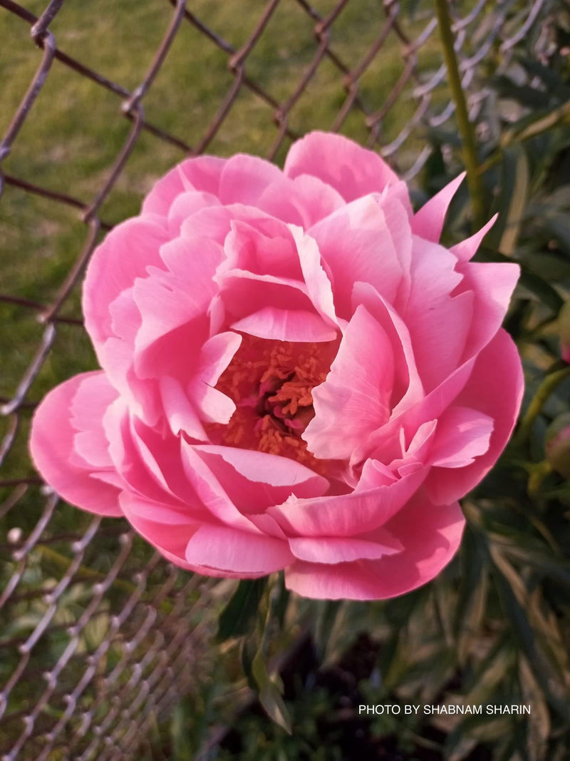 - Paeonia lactiflora 'Coral Sunset' Pink Flowering Peony - Mr Maple │ Buy Japanese Maple Trees