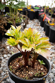 - Paeonia lactiflora 'Coral Sunset' Pink Flowering Peony - Mr Maple │ Buy Japanese Maple Trees