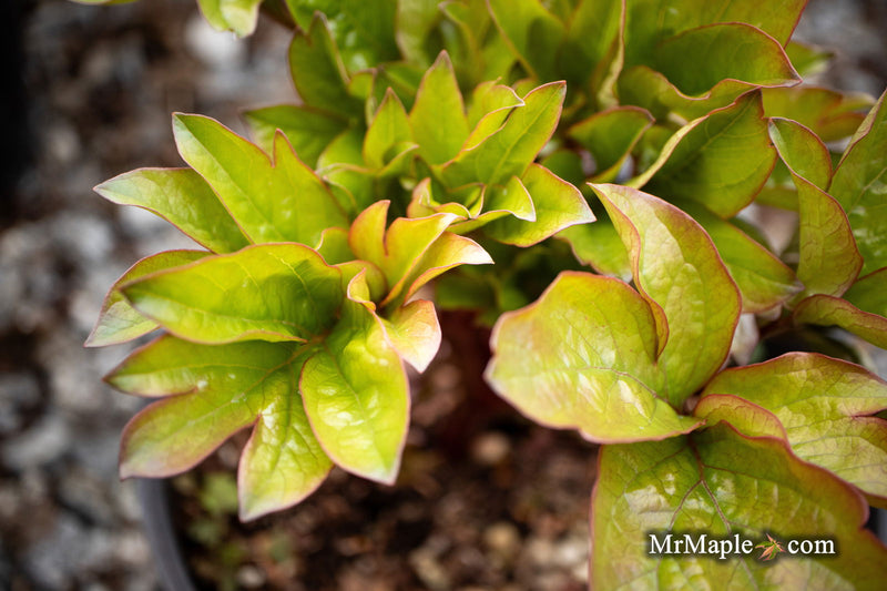 - Paeonia lactiflora 'Coral Sunset' Pink Flowering Peony - Mr Maple │ Buy Japanese Maple Trees