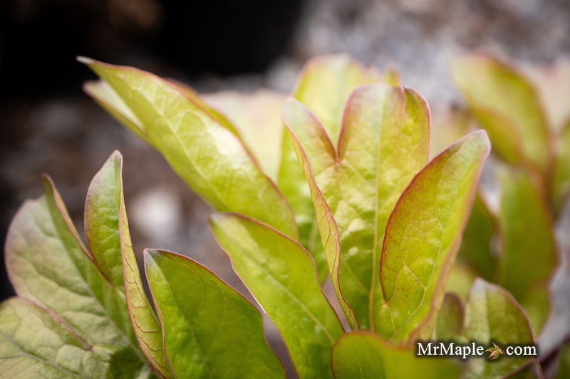 - Paeonia lactiflora 'Coral Sunset' Pink Flowering Peony - Mr Maple │ Buy Japanese Maple Trees