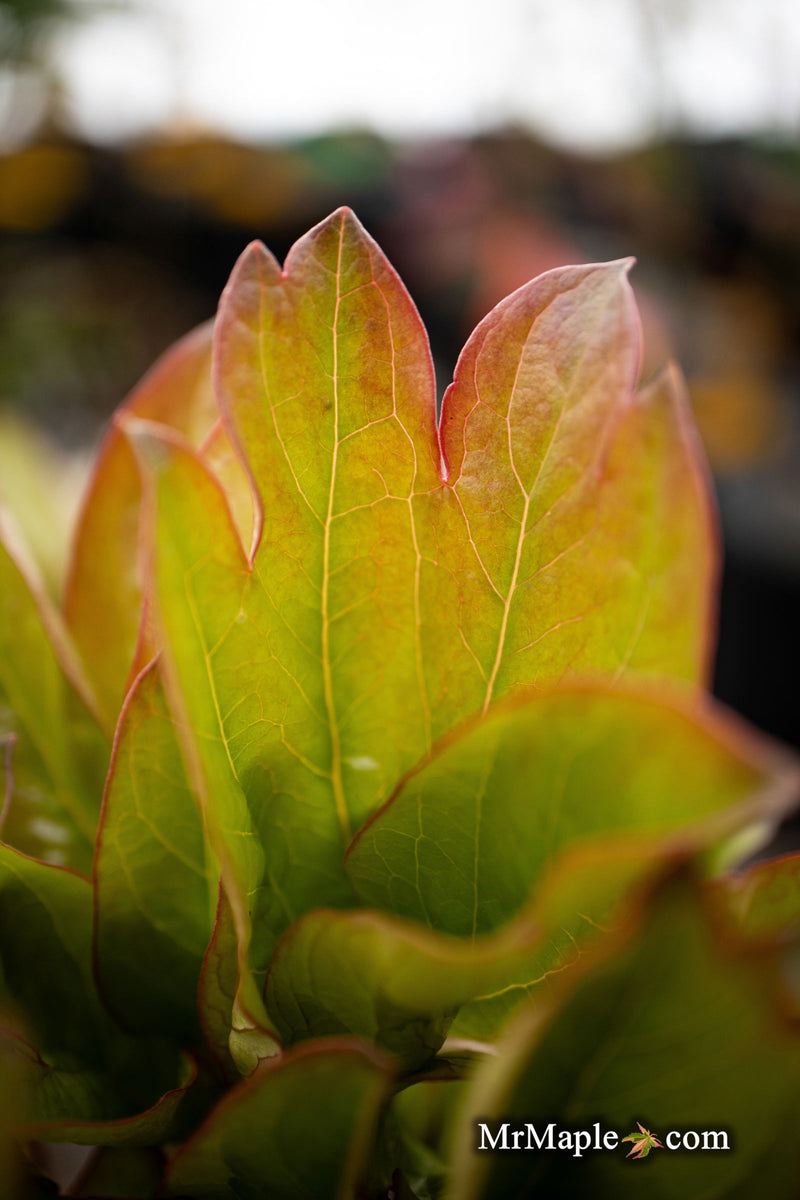 - Paeonia lactiflora 'Coral Sunset' Pink Flowering Peony - Mr Maple │ Buy Japanese Maple Trees