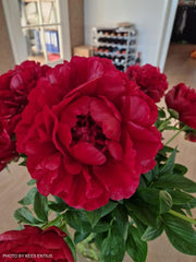 - Paeonia lactiflora 'Henry Bockstoce' Red Peony - Mr Maple │ Buy Japanese Maple Trees