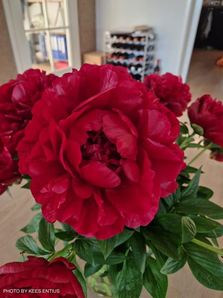 - Paeonia lactiflora 'Henry Bockstoce' Red Peony - Mr Maple │ Buy Japanese Maple Trees