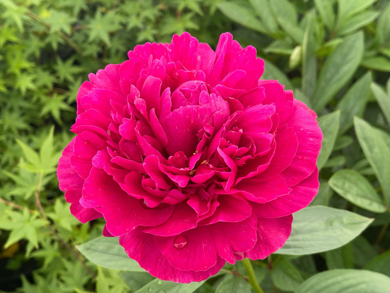 - Paeonia lactiflora 'Kansas' Red Peony - Mr Maple │ Buy Japanese Maple Trees