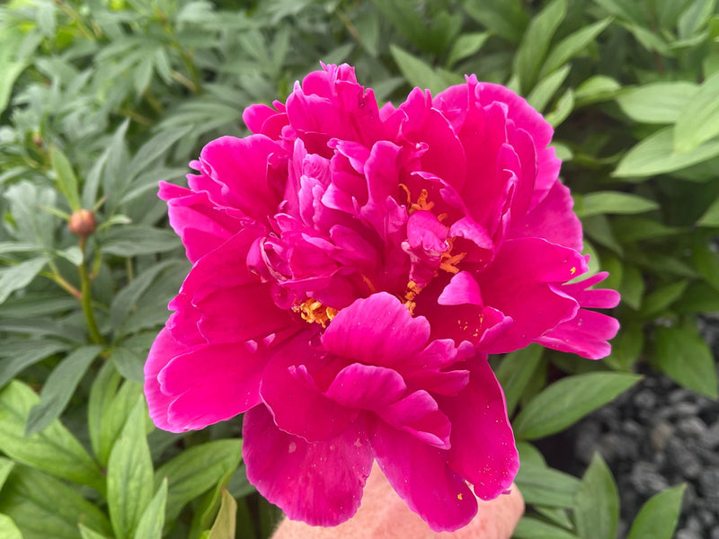 - Paeonia lactiflora 'Karl Rosenfield' Red Peony - Mr Maple │ Buy Japanese Maple Trees