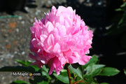 - Paeonia lactiflora 'Monsieur Jules Elie' Double Peony - Mr Maple │ Buy Japanese Maple Trees