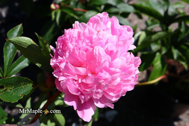 - Paeonia lactiflora 'Monsieur Jules Elie' Double Peony - Mr Maple │ Buy Japanese Maple Trees