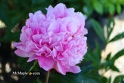 - Paeonia lactiflora 'Monsieur Jules Elie' Double Peony - Mr Maple │ Buy Japanese Maple Trees