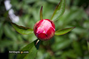 - Paeonia lactiflora 'Monsieur Jules Elie' Double Peony - Mr Maple │ Buy Japanese Maple Trees